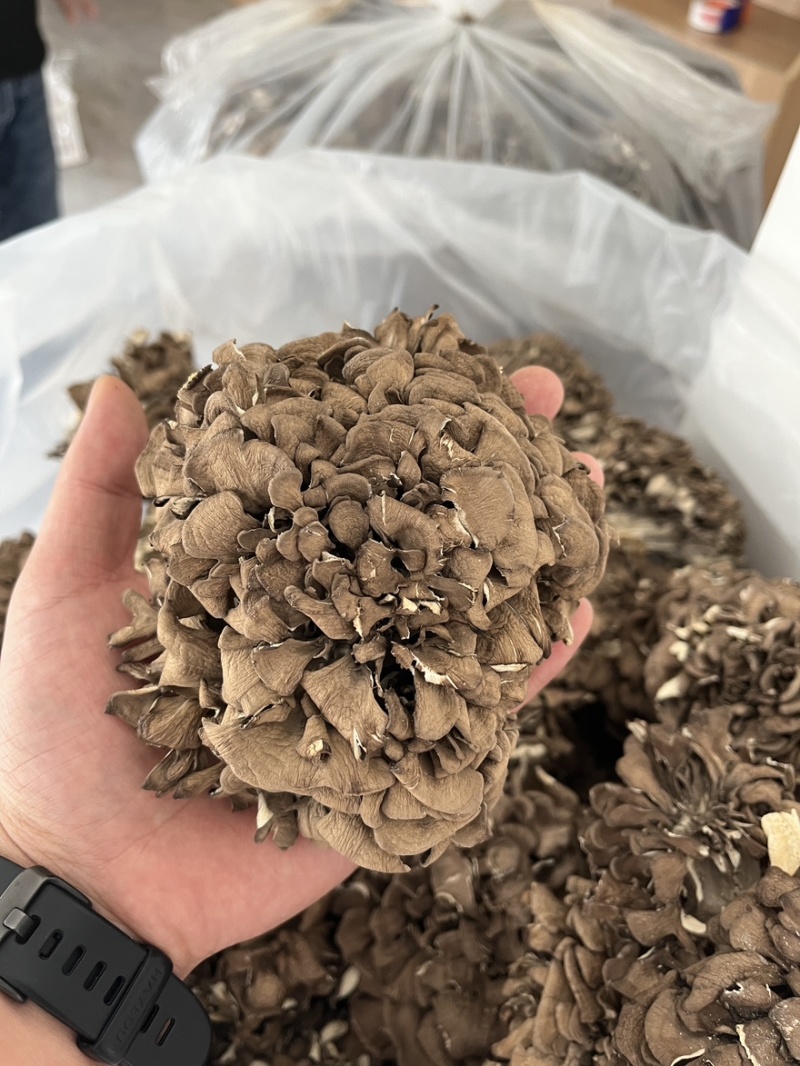 灰树花300克/包，免泡发、鲜嫩脆爽工厂直供、庆元地标