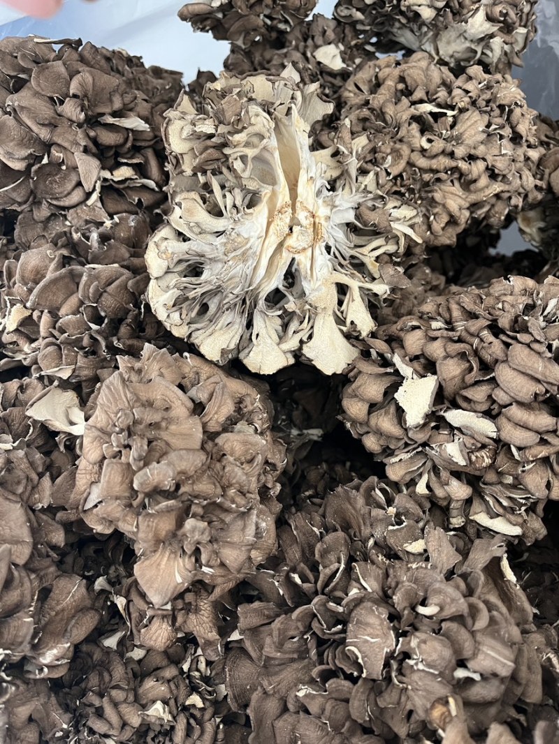 灰树花300克/包，免泡发、鲜嫩脆爽工厂直供、庆元地标