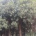 售卖5~10公分桂花树