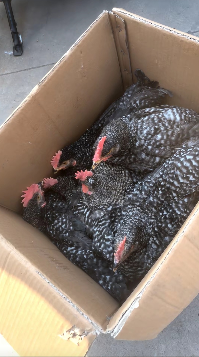 芦花鸡活体苗健康无病产蛋率高新手好养活量大