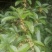 售卖5~10公分桂花树
