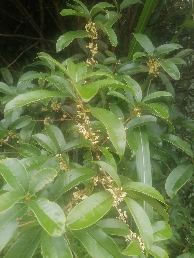 售卖5~10公分桂花树