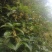 售卖5~10公分桂花树