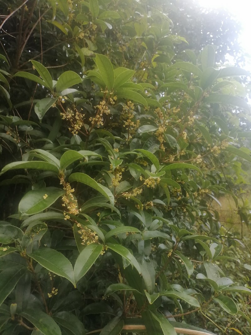 售卖5~10公分桂花树
