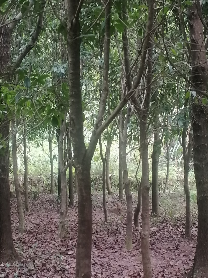 售卖5~10公分桂花树