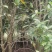 售卖5~10公分桂花树