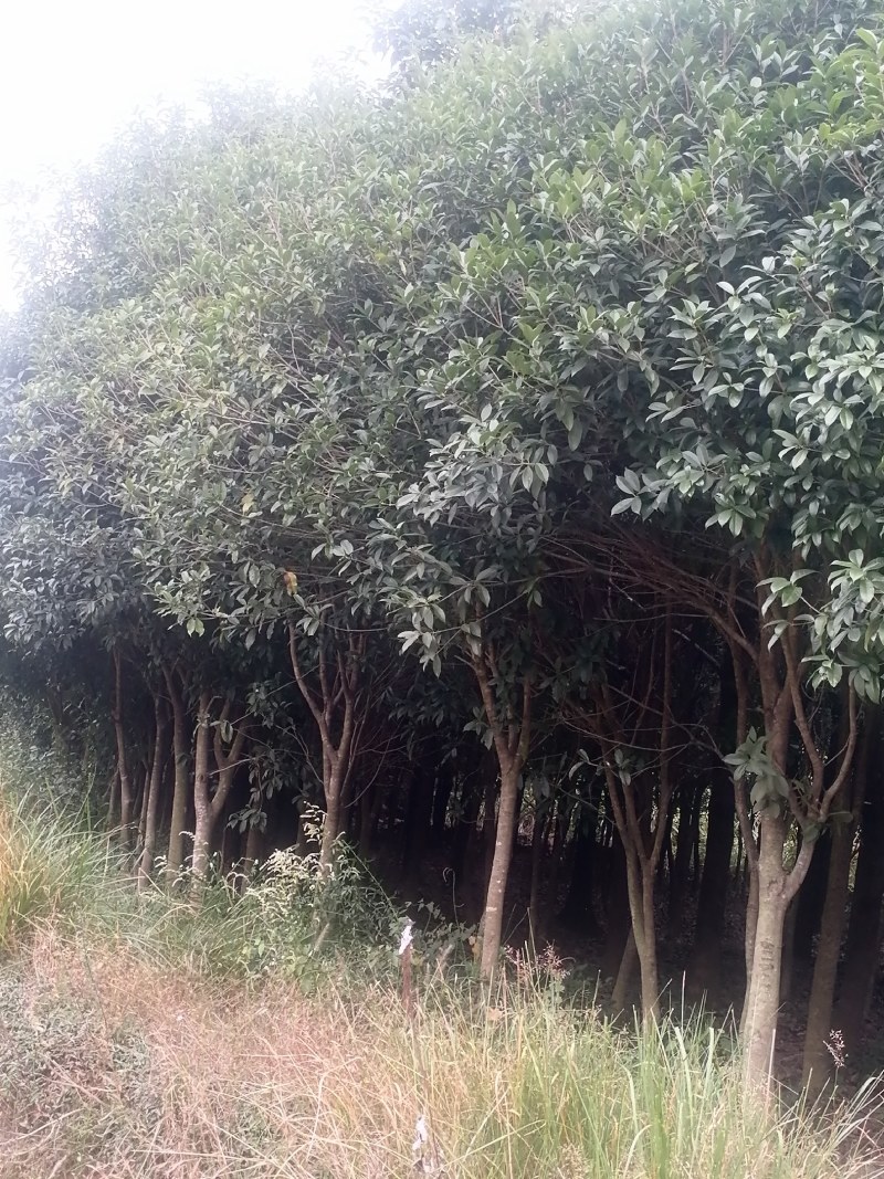 售卖5~10公分桂花树