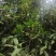 售卖5~10公分桂花树