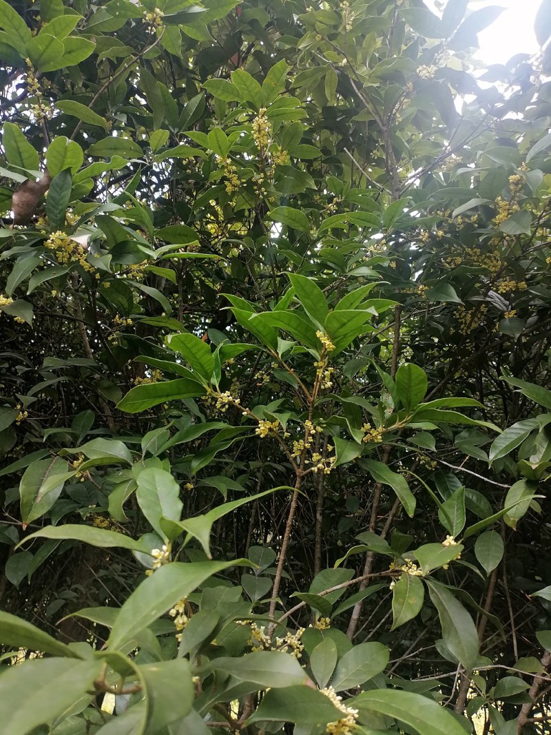 售卖5~10公分桂花树
