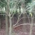 售卖5~10公分桂花树