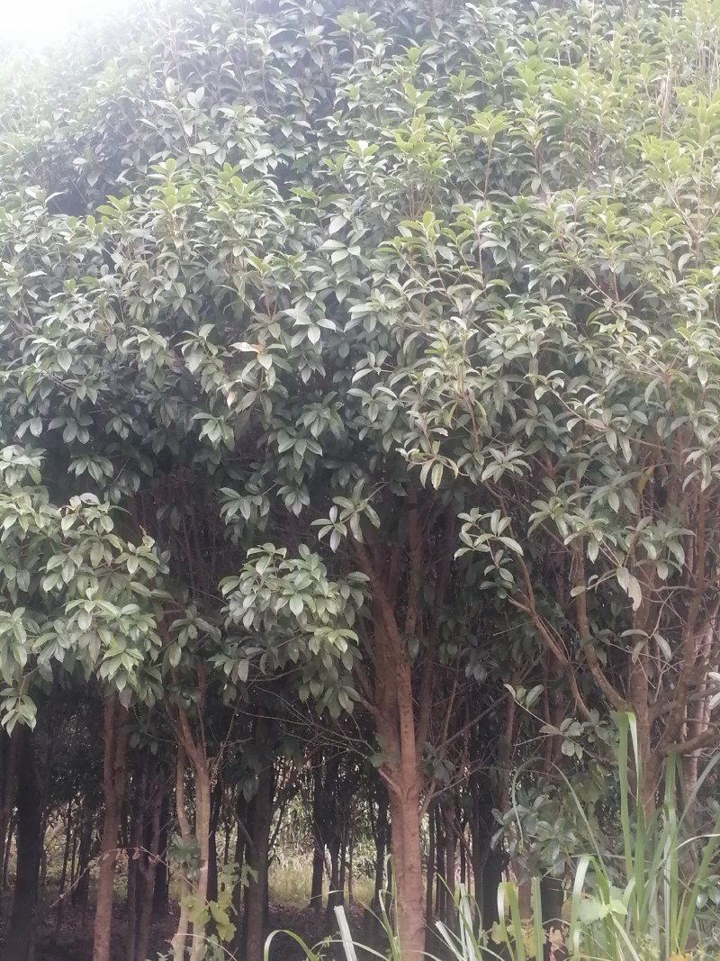 售卖5~10公分桂花树