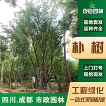 原生朴树树苗单杆多杆朴树大型庭院风景树市政道