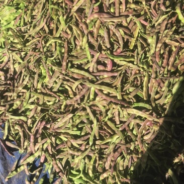 紫花油豆，对接市场/商超/电商/等平台。