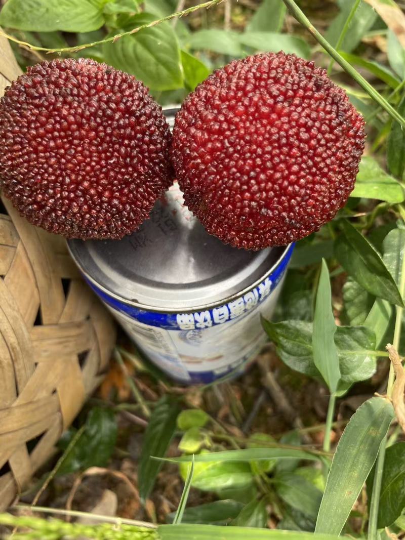 杨梅