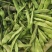 紫花油豆，油豆角，豆角
