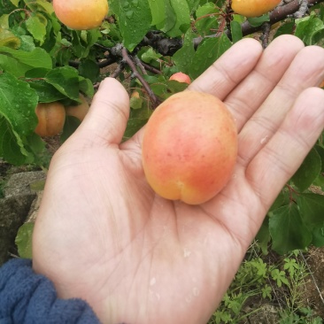 农民种植户金太阳红盒婆榆杏大量