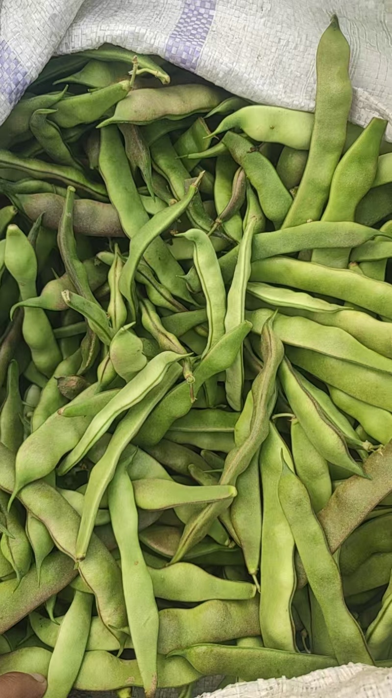 紫花油豆，油豆角，豆角