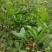 售卖5~10公分桂花树