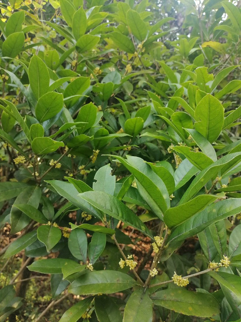 售卖5~10公分桂花树