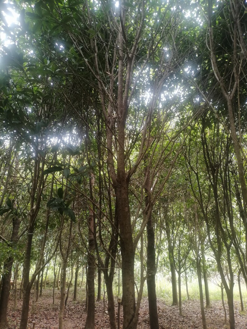 售卖5~10公分桂花树