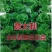 永荣生菜种子全年耐湿耐抽苔原装25克包邮