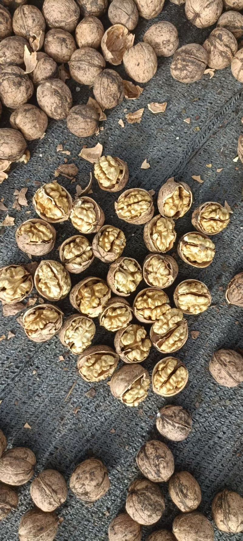 【原产地】沙雅185薄皮核桃/原生原味浓香/一级饱满