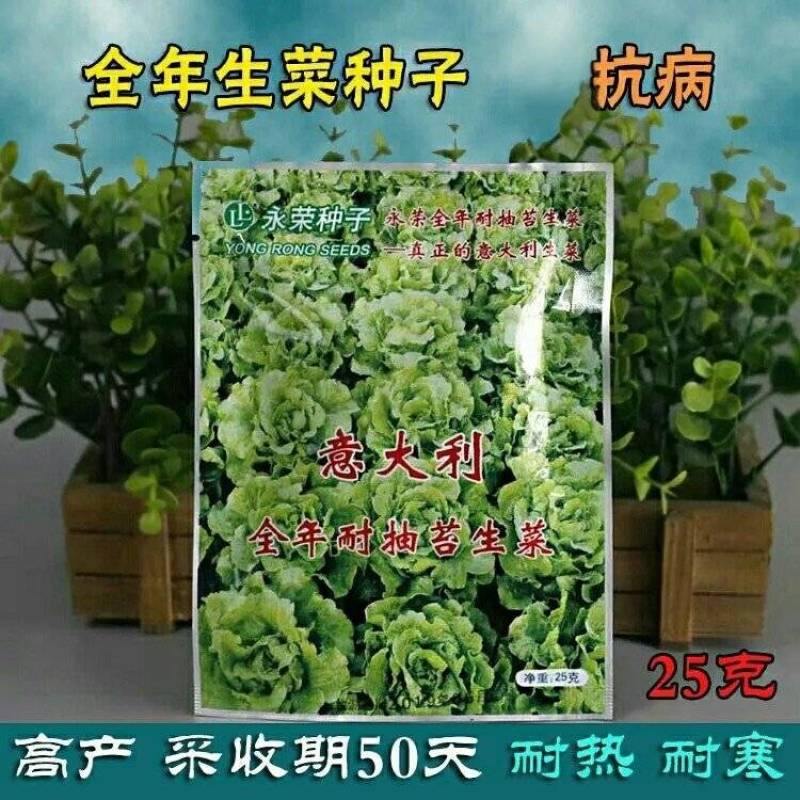 永荣生菜种子全年耐湿耐抽苔原装25克包邮