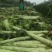 《热卖》甘肃兰州莴笋杆子基地货源对接各大市场商超平台
