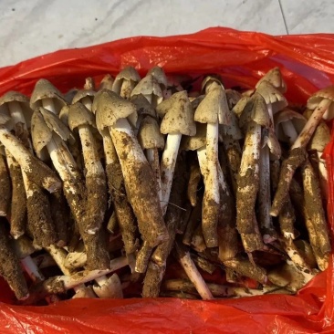 新鲜鸡枞菌