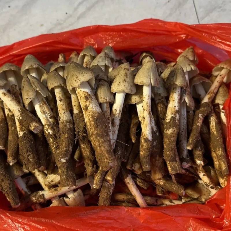 新鲜鸡枞菌