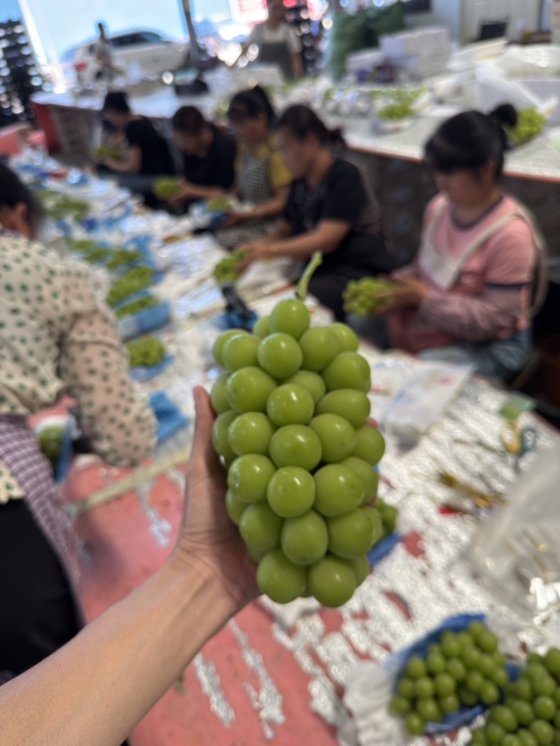 云南建水2024阳光玫瑰基地直供