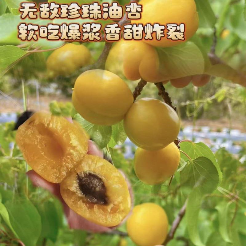 珍珠油杏