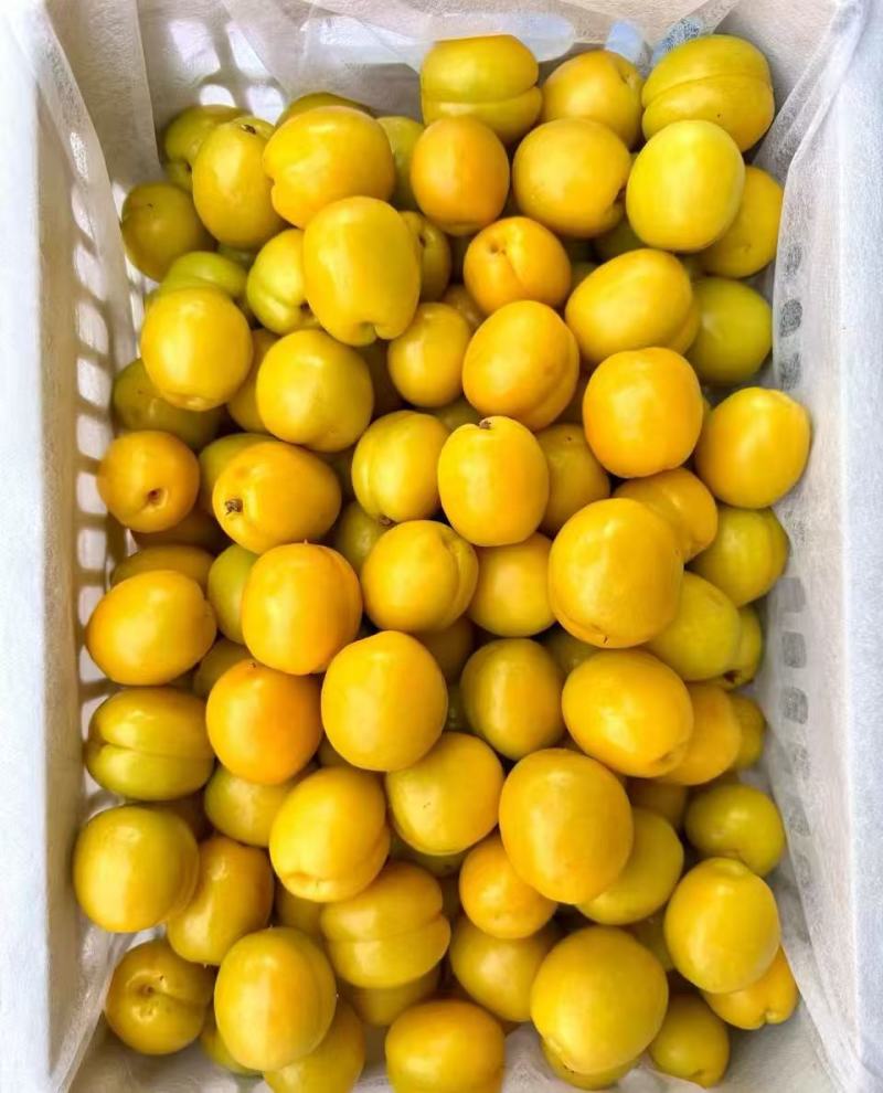 珍珠油杏