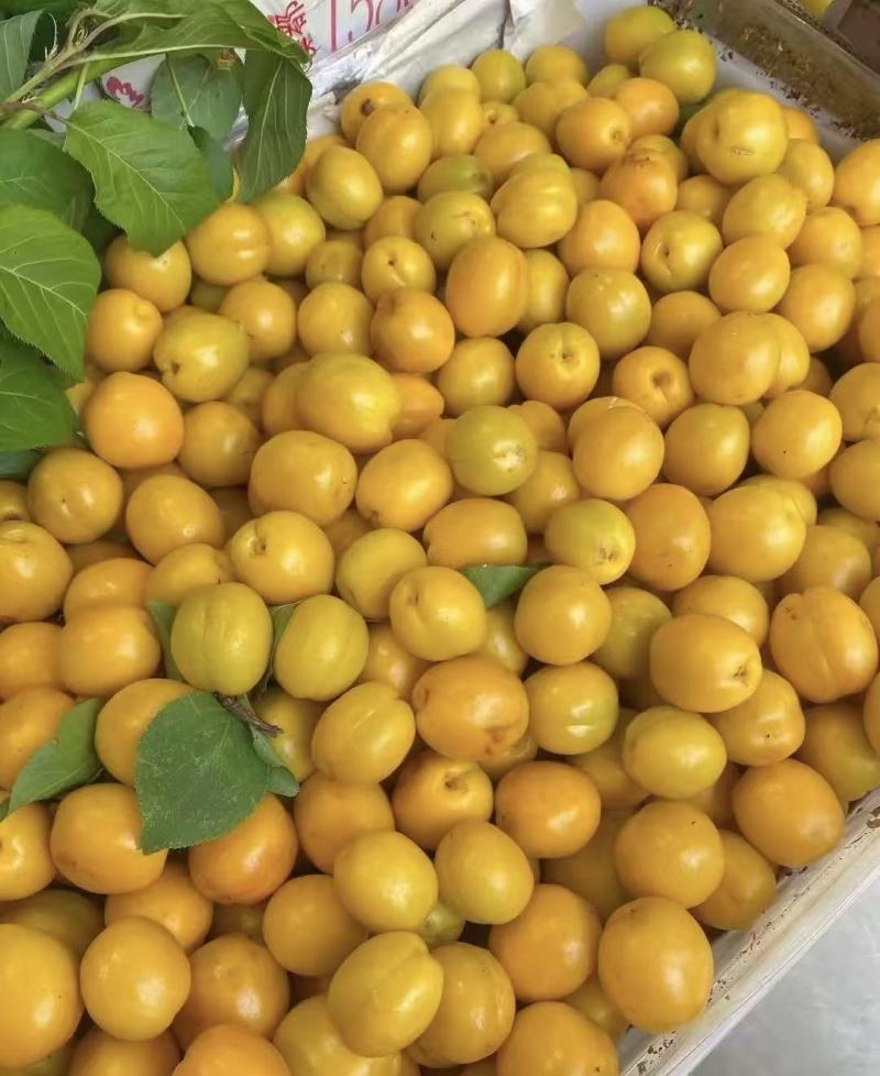 珍珠油杏