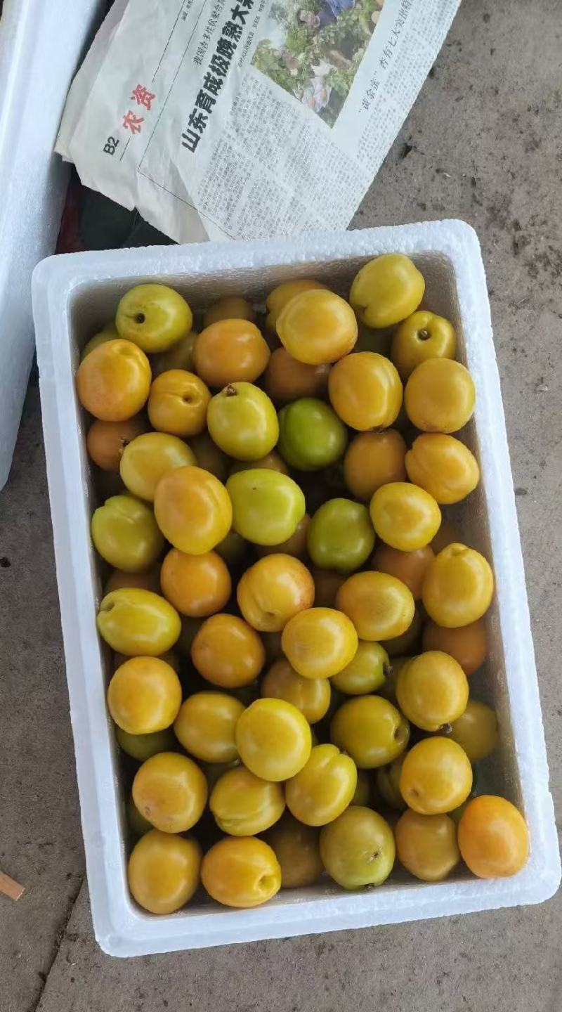 珍珠油杏