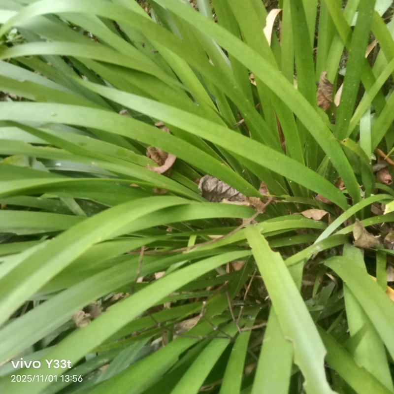高产量石菖蒲苗，有需要的联系。保证质量，