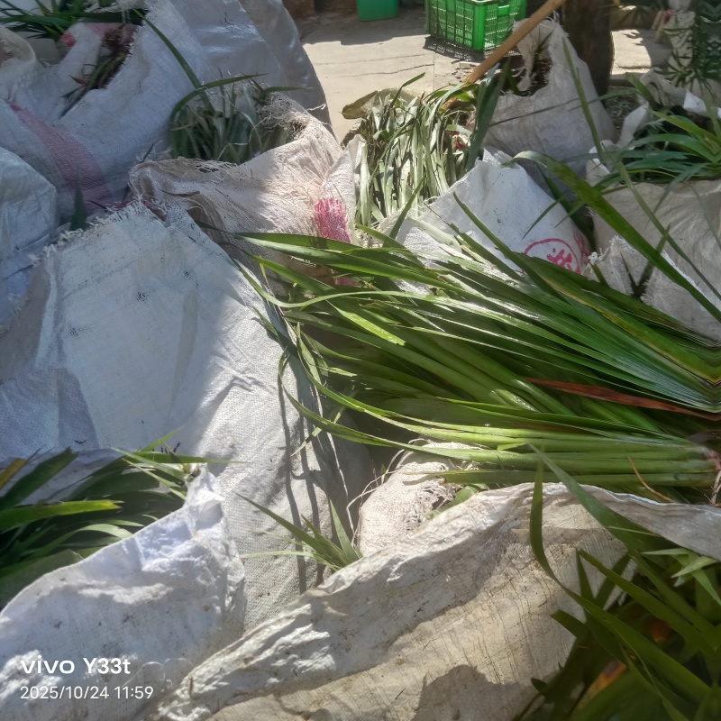 高产量石菖蒲苗，有需要的联系。保证质量，