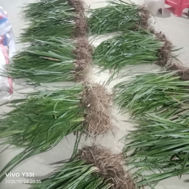 高产量石菖蒲苗，有需要的联系。保证质量，