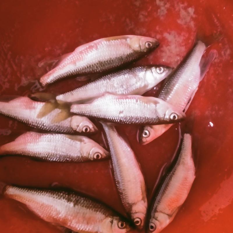 白马口鱼