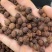 山楂豆中药材正宗野山楂豆手工挑选批发零售