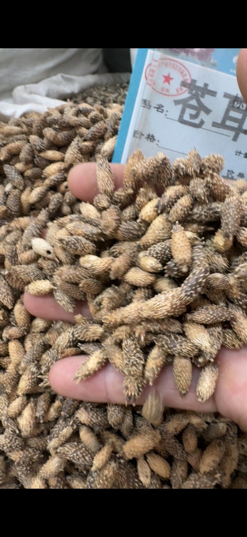 苍耳子中药材正宗野生去刺精选苍耳子批发零售