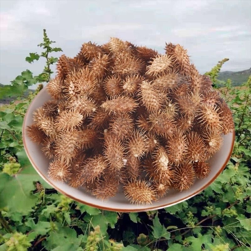 苍耳子中药材正宗野生去刺精选苍耳子批发零售