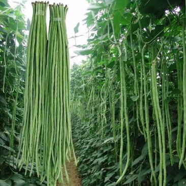 原产地长豆角，一手货源资源对接大量现货直发代发