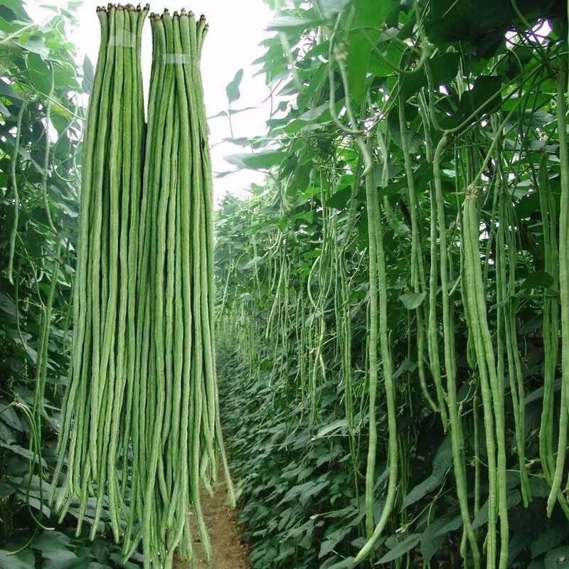 原产地长豆角，一手货源资源对接大量现货直发代发