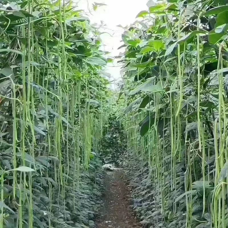原产地长豆角，一手货源资源对接大量现货直发代发