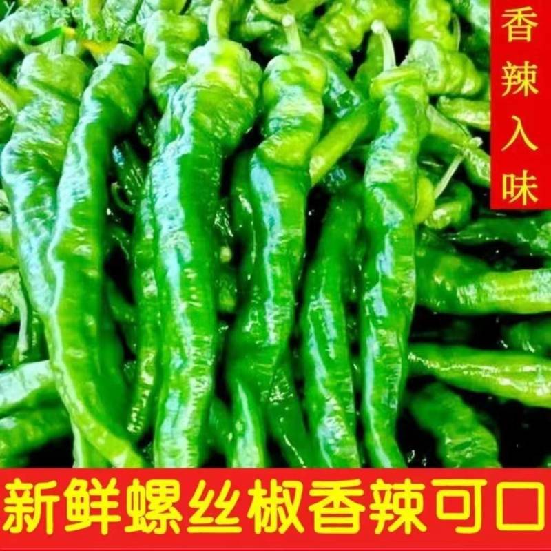 山东螺丝椒原产地直发现货代发全国资源对接一手货源直发