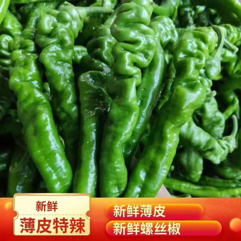 山东螺丝椒原产地直发现货代发全国资源对接一手货源直发