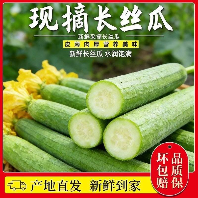 山东莘县原产地丝瓜，一手货源现货直发，代发全国