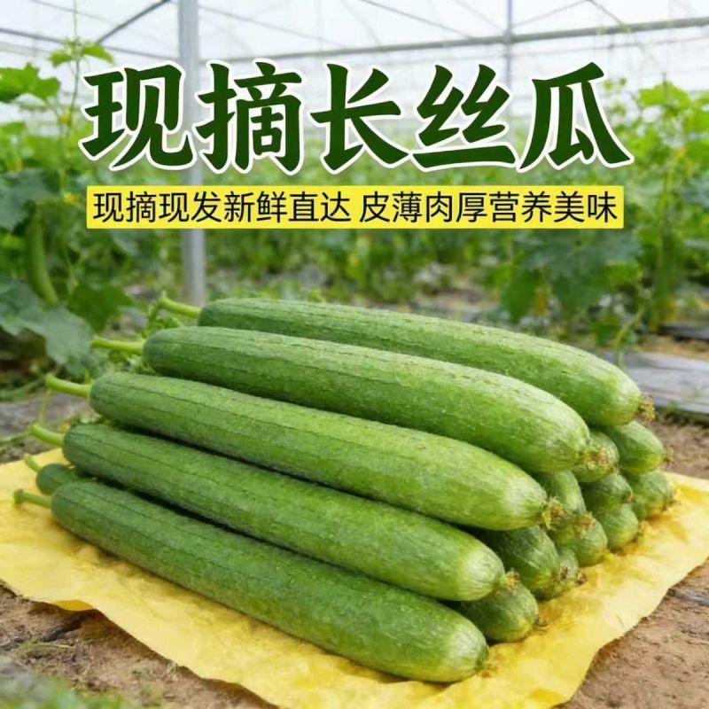 山东莘县原产地丝瓜，一手货源现货直发，代发全国