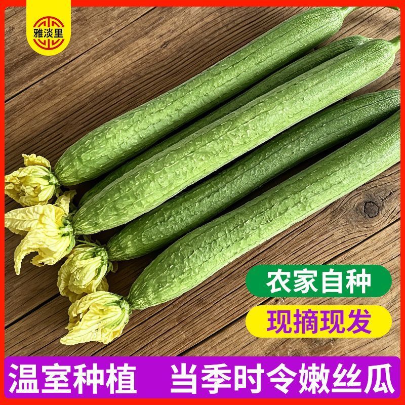 山东莘县原产地丝瓜，一手货源现货直发，代发全国